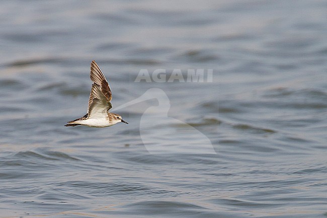 Little Stint - Zwergstrandläufer - Calidris minuta, Oman, adult stock-image by Agami/Ralph Martin,