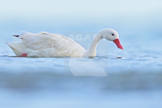 Coscoroba Swan (Coscoroba coscoroba) in Argentina stock-image by Agami/Dubi Shapiro,