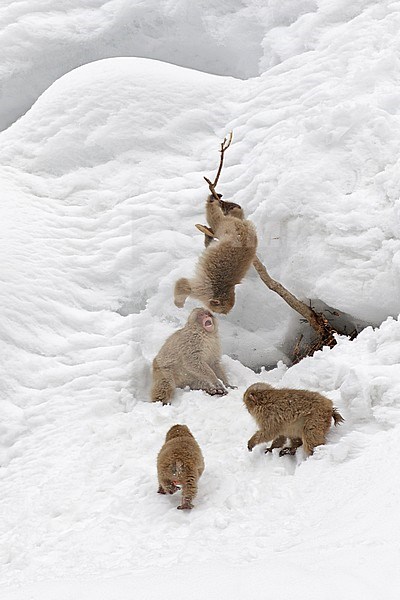 Japanese macaque or Snow Monkey (Macaca fuscata) in the snow stock-image by Agami/Pete Morris,