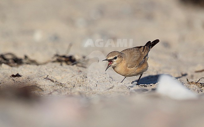 Isabelline Wheatear (Oenanthe isabellini) at the beach in Gilleleje, Denmark stock-image by Agami/Helge Sorensen,