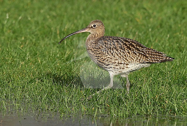 Eurasian Curlew (Numenius arquata) wintering in a meadow the Netherlands. stock-image by Agami/Fred Visscher,