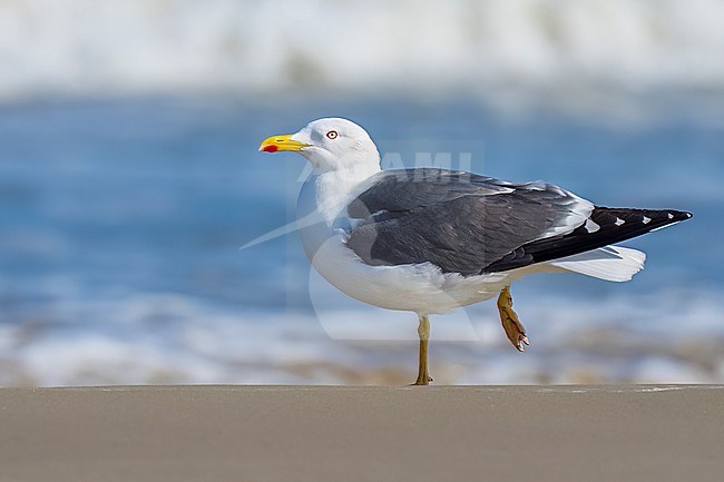 Adult breeding 
Galveston Co., TX
April 2023 stock-image by Agami/Brian E Small,