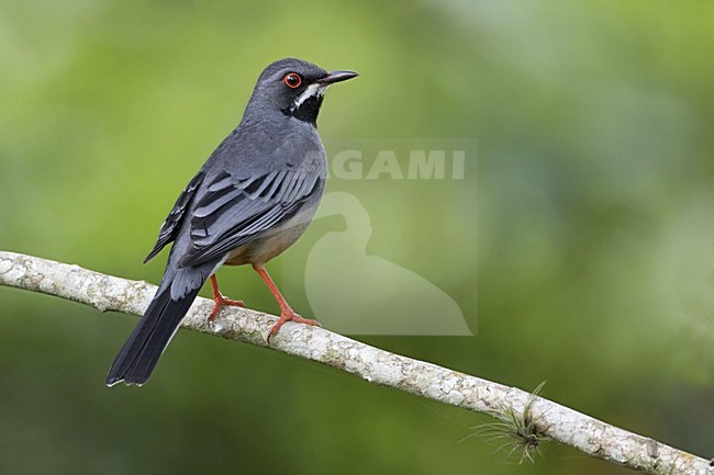Roodpootlijster, Red-legged Thrush stock-image by Agami/Dubi Shapiro,