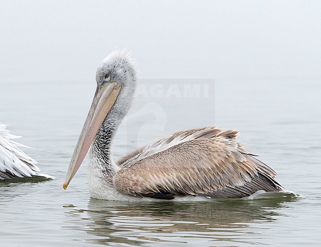 First-winter Dalmatian Pelican (Pelecanus crispus) swimming at Lake Kerkini, Greece. Seen from the side. stock-image by Agami/Marc Guyt,