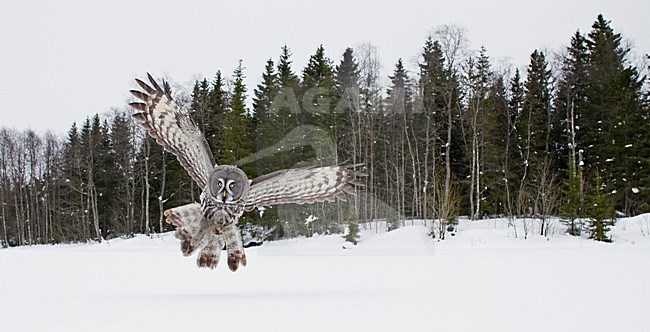 Laplanduil jagend boven besneeuwde grond; Great Grey Owl hunting above ground with snow stock-image by Agami/Markus Varesvuo,