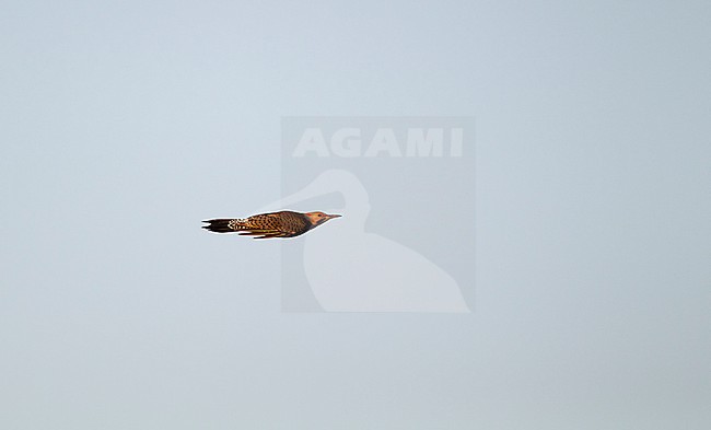 Yellow-shafted Northern Flicker (Colaptes auratus luteus) migrating over Higbee Beach, Cape May, New Jersey, USA. stock-image by Agami/Helge Sorensen,