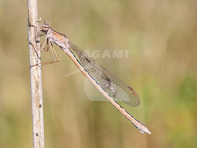 Vrouwtje Noordse Winterjuffer, Female Sympecma paedisca stock-image by Agami/Wil Leurs,