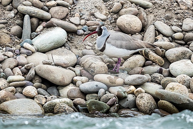 Adult winter plumage Ibisbill sitting on rocky shore of Indus River, Ladakh, India. February 2017. stock-image by Agami/Vincent Legrand,