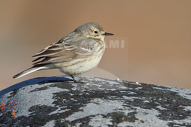 American Pipit (Anthus rubescens) perched on a rock in Churchill, Manitoba, Canada. stock-image by Agami/Glenn Bartley,