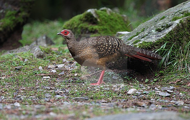 Female Swinhoe’s Pheasant (Lophura swinhoii) in Taiwan. Walking on the montane forest floor. Also known as the Taiwan blue pheasant, stock-image by Agami/James Eaton,