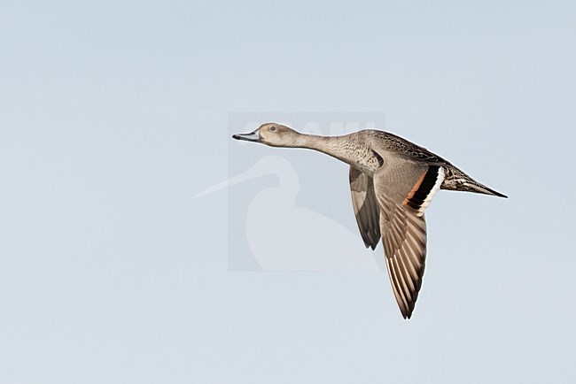 Vrouwtje Pijlstaart in de vlucht; Female Northern Pintail in flight stock-image by Agami/Markus Varesvuo,
