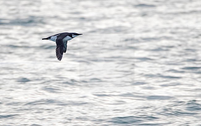 Common Guillemot (Uria aalge) in winter plumage flying over the North sea off Scheveningen, Netherlands. Also known as Common Murre. stock-image by Agami/Marc Guyt,