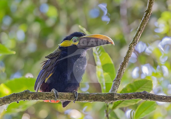 Yellow-eared Toucanet (Selenidera spectabilis) in Panama. stock-image by Agami/Pete Morris,