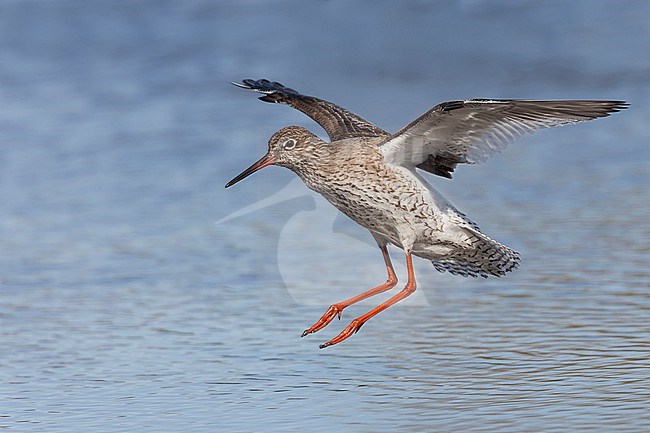 A Common Redshank is seen flying into a shallow freshwater pond against a blue background at Spaarndam, The Netherlands. stock-image by Agami/Jacob Garvelink,