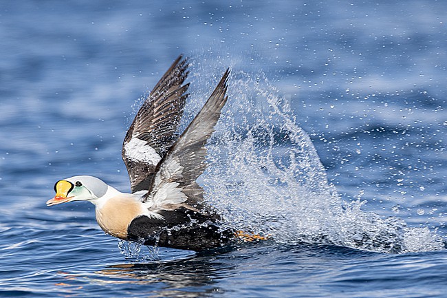  stock-image by Agami/Menno van Duijn,