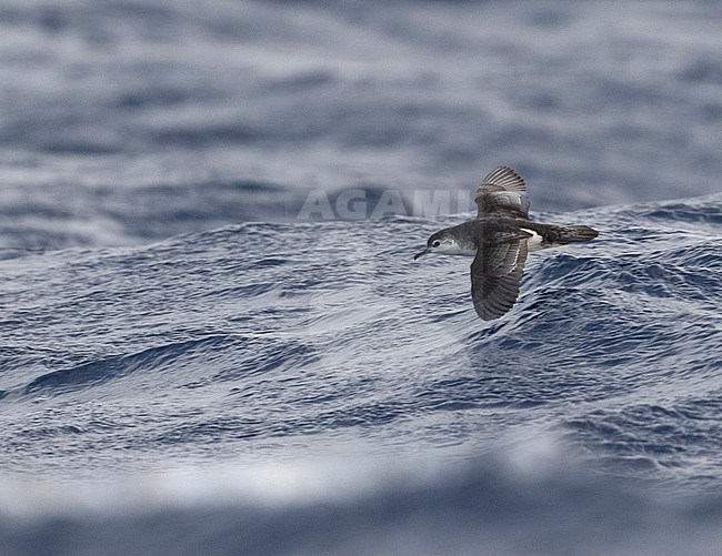 Barolo shearwater (Puffinus baroli), flying over the Atlantic Ocean near Madeirs. This is a small species of shearwater which breeds in the Azores and Canaries of Macaronesia in the North Atlantic Ocean. stock-image by Agami/Martijn Verdoes,