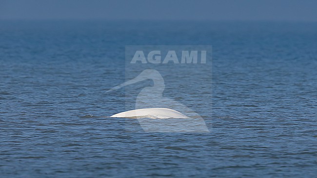 Beluga Whale (Delphinapterus leucas) swimming off Julianadorp, Noord Holland, the Netherlands. stock-image by Agami/Vincent Legrand,
