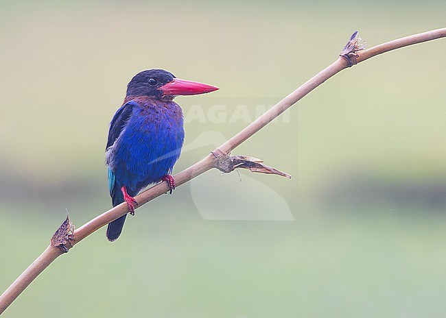 Javan Kingfisher (Halcyon cyanoventris) seen from the front, looking to the right. stock-image by Agami/Lennart Verheuvel,