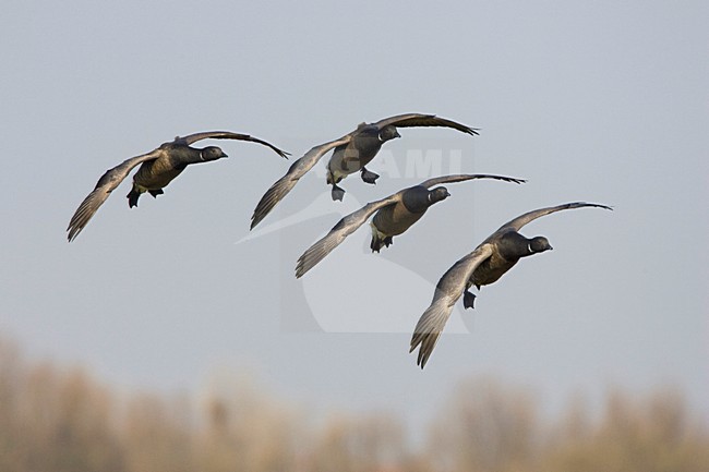 Groep Rotganzen in de vlucht; Group of Dark-bellied Brent Geese in flight stock-image by Agami/Arie Ouwerkerk,