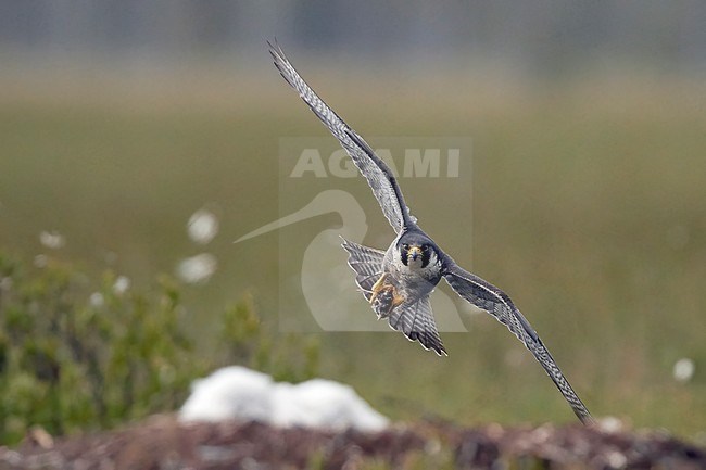 Adult Peregrine Falcon (Falco peregrine) flying towards its nest during summer at Vaala in Finland. stock-image by Agami/Markus Varesvuo,