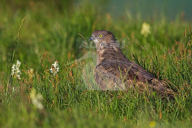Wespendief in zit; European Honey Buzzard perched stock-image by Agami/Daniele Occhiato,