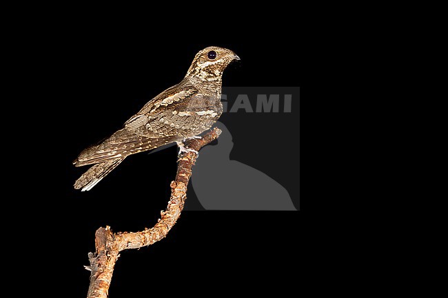 European Nightjar, Caprimulgus europaeus stock-image by Agami/Saverio Gatto,