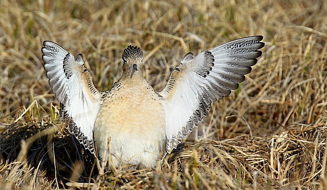 Displaying Buff-breasted Sandpiper (Tringites subruficollis) in breeding area in northern Alaska, United States. stock-image by Agami/Dani Lopez-Velasco,
