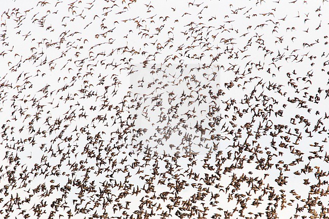 Spreeuw, Common Starling, Sturnus vulgaris stock-image by Agami/Menno van Duijn,