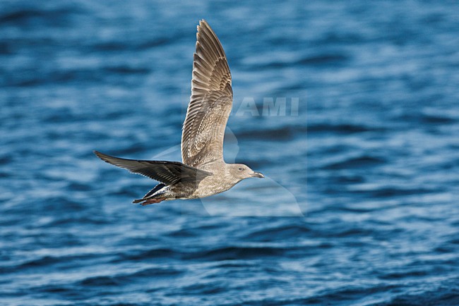 Pacifische Mantelmeeuw langs de kust Californie USA; Western Gull at the coast California USA stock-image by Agami/Marc Guyt,