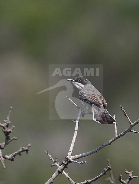 Eastern Orphean Warbler, Sylvia crassirostris,  at Lesbos, Greece stock-image by Agami/Helge Sorensen,