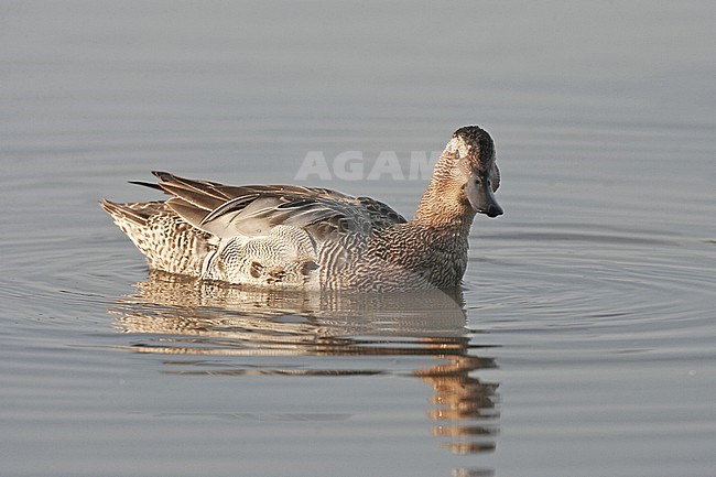 Garganey male stock-image by Agami/Jari Peltomäki,