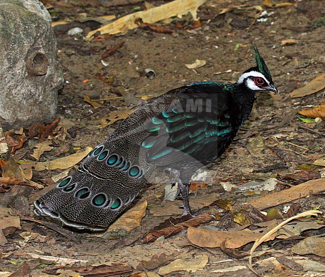 Mannetje Palawanspiegelpauw, Male Palawan Peacock-Pheasant stock-image by Agami/Pete Morris,
