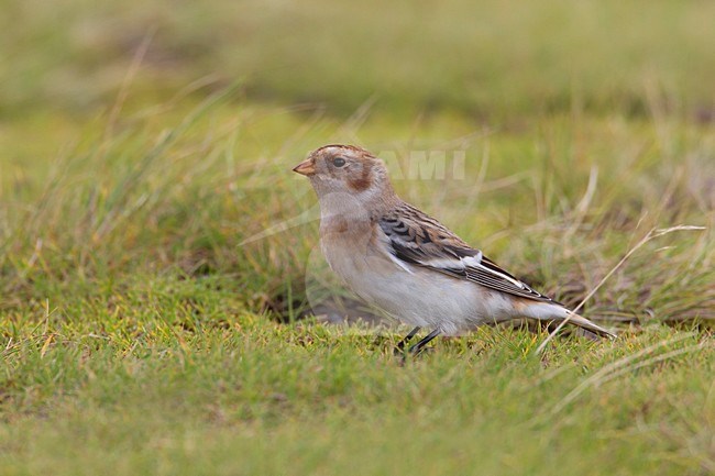 Eerste winter Sneeuwgors; First winter Snow Bunting stock-image by Agami/Daniele Occhiato,