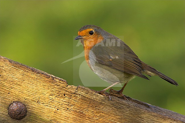 Adult European Robin (Erithacus rubecula) standing alert on a old fench. stock-image by Agami/Danny Green,