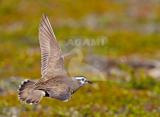Morinelplevier in vlucht boven broedgebied; Dotterel in flight over breedingsite stock-image by Agami/Markus Varesvuo,