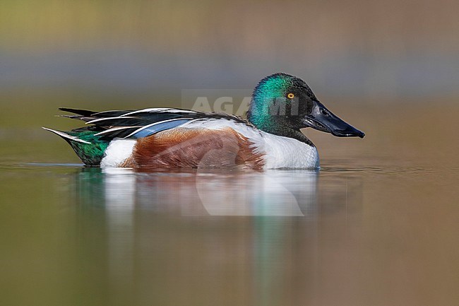 Northern Shoveler (Anas clypeata), side view of an adult male swimming in the water, Campania, Italy stock-image by Agami/Saverio Gatto,