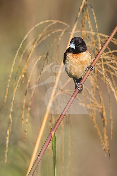 Perched on a branch in Papua New Guinea stock-image by Agami/Dubi Shapiro,