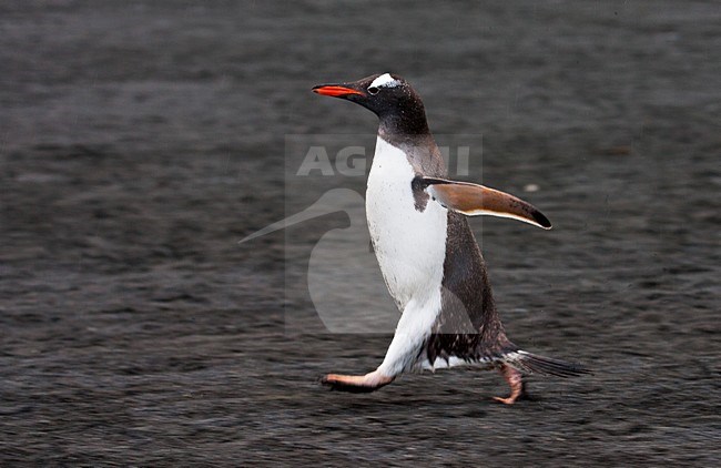 Ezelspinguïn rennend; Gentoo Penguin running stock-image by Agami/Marc Guyt,