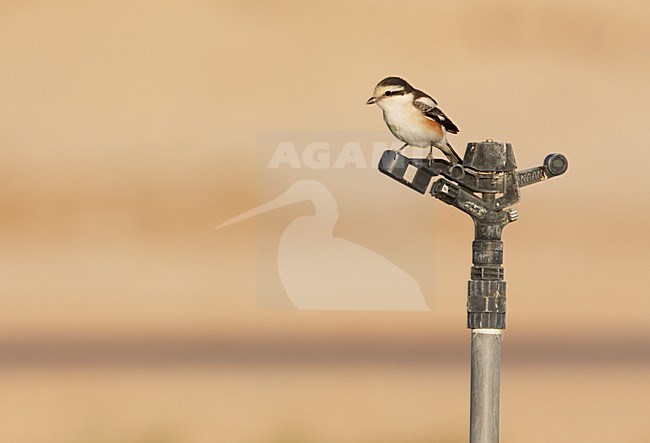 Maskerklauwier zittned op sprinkler; Masked Shrike perched on sprinkler stock-image by Agami/Markus Varesvuo,