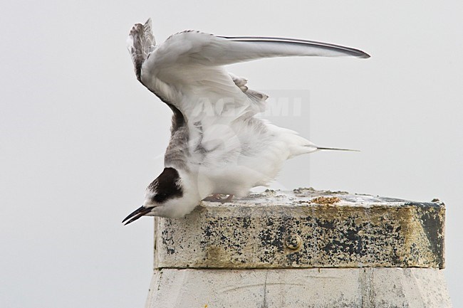 Onvolwassen Noordse Stern; Immature Arctic Tern stock-image by Agami/Arnold Meijer,