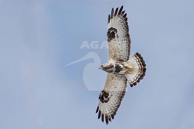 Rough-legged Buzzard (Buteo lagopus), adult in flight seen from below, Finnmark, Norway stock-image by Agami/Saverio Gatto,