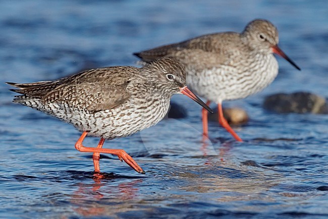 Volwassen Tureluur wadend; Adult Common Redshank wading stock-image by Agami/Markus Varesvuo,