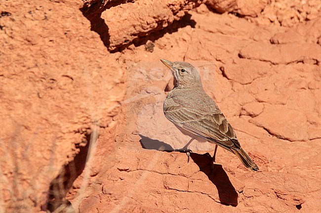 Desert Lark (Ammomanes deserti) standing on orange rocks, in Morocco. stock-image by Agami/Sylvain Reyt,