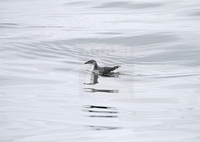 Peruvian diving petrel (Pelecanoides garnotii) at sea in the  Humboldt Current off Peru. stock-image by Agami/Pete Morris,