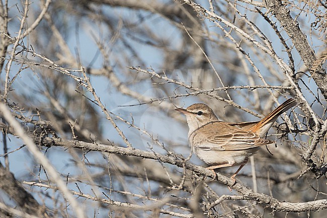 Rufous-tailed Scrub-robin (Cercotrichas galactotes ssp. familiaris) Tajikistan, adult perched stock-image by Agami/Ralph Martin,
