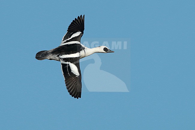 Smew, Mergellus albellus stock-image by Agami/Fred Visscher,