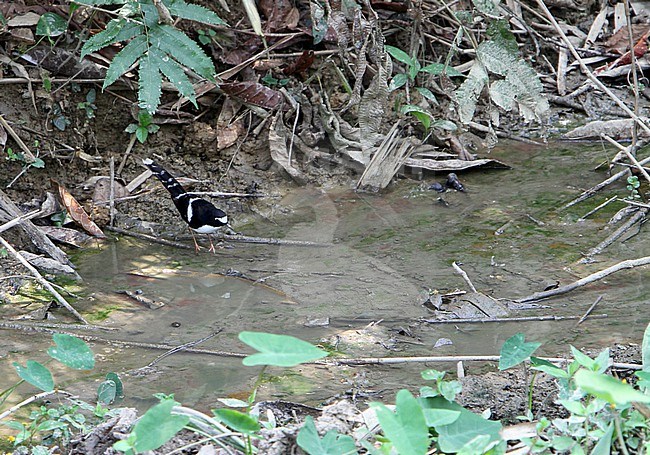 Black-backed Forktail (Enicurus immaculatus) at small stream in northern India. stock-image by Agami/James Eaton,