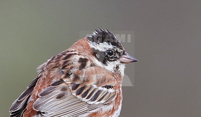 Volwassen mannetje Bosgors in zomerkleed; Adult summer male Rustic Bunting stock-image by Agami/Markus Varesvuo,
