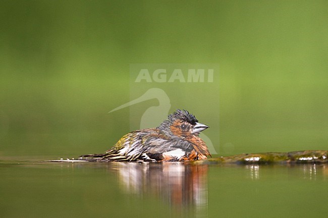 Mannetje Vink badderend bij drinkplaats; Male Common Chaffinch bathing at drinking site stock-image by Agami/Marc Guyt,