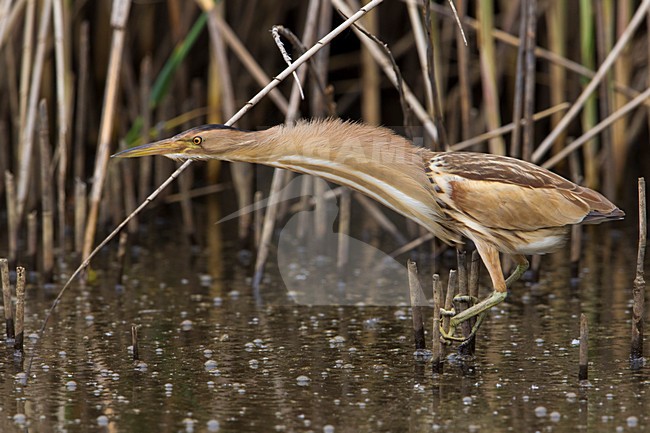 Tarabusino; Little Bittern; Ixobrychus minutus stock-image by Agami/Daniele Occhiato,